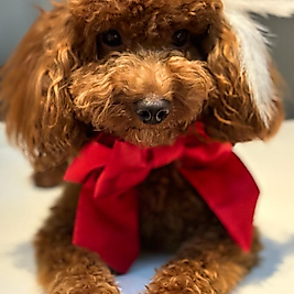 Köpüş Kurdele Papyon