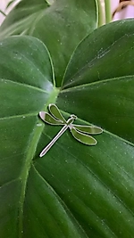 Yusufçuk Pleksi 2,5 cm